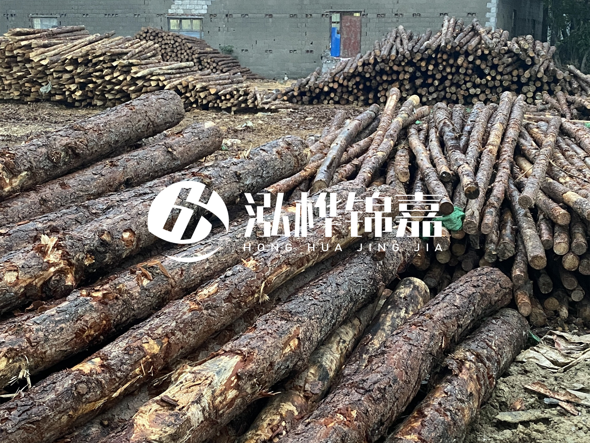 松木樁批發(fā)廠家泓樺錦嘉 - 河道松木樁如何選擇優(yōu)質(zhì)木材?